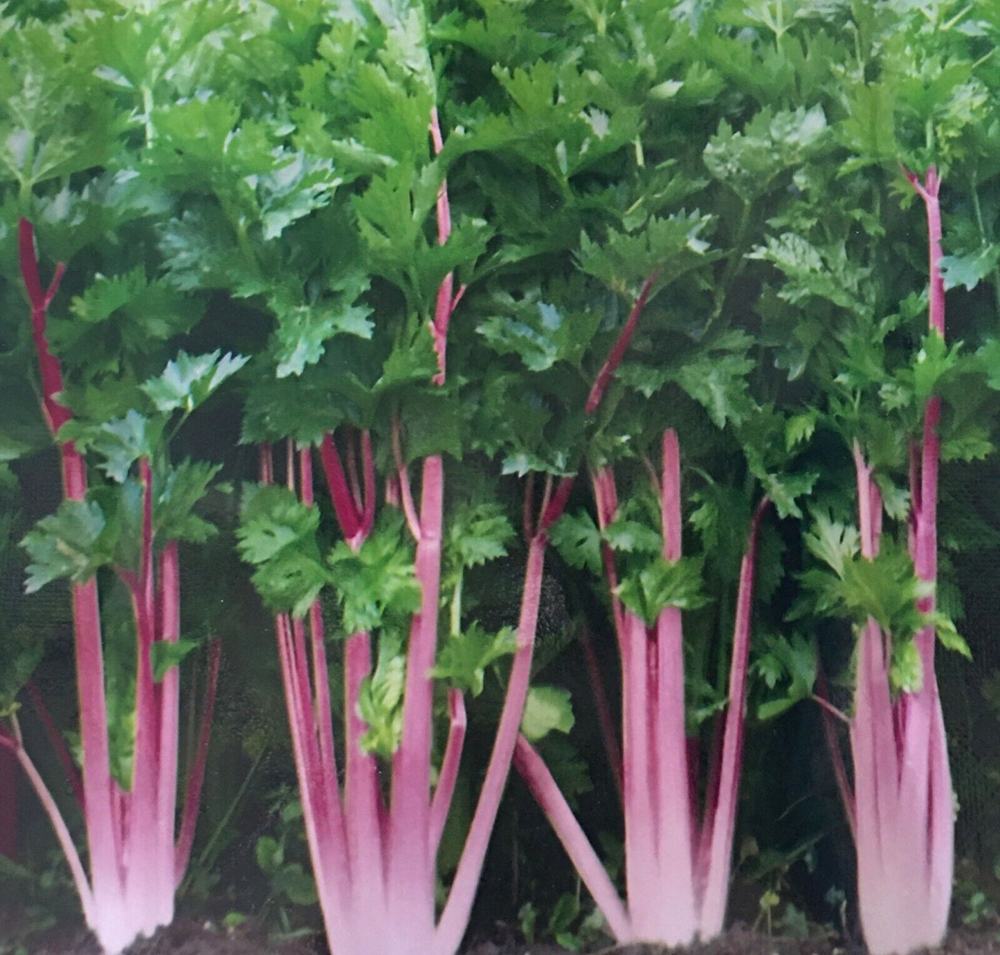 200 Chinese Pink Celery Vegetable Seeds