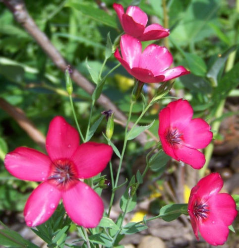 240 Flax Scarlet Drought Tolerant Scarlet Red Flower Seeds | www.seedsplantworld.com