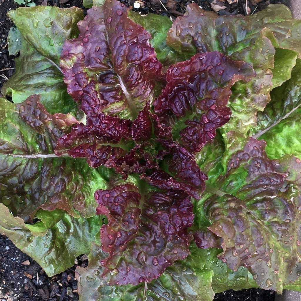 600+ Prizehead Lettuce Salad Garden NON-GMO Vegetable Seeds | www.seedsplantworld.com