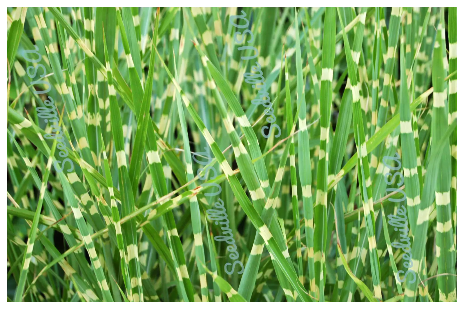 10 Zebra Grass Variegated Maiden Grass Miscanthus Sinensis Zebrinus Seeds | www.seedsplantworld.com