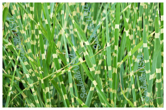 10 Zebra Grass Variegated Maiden Grass Miscanthus Sinensis Zebrinus Seeds | www.seedsplantworld.com