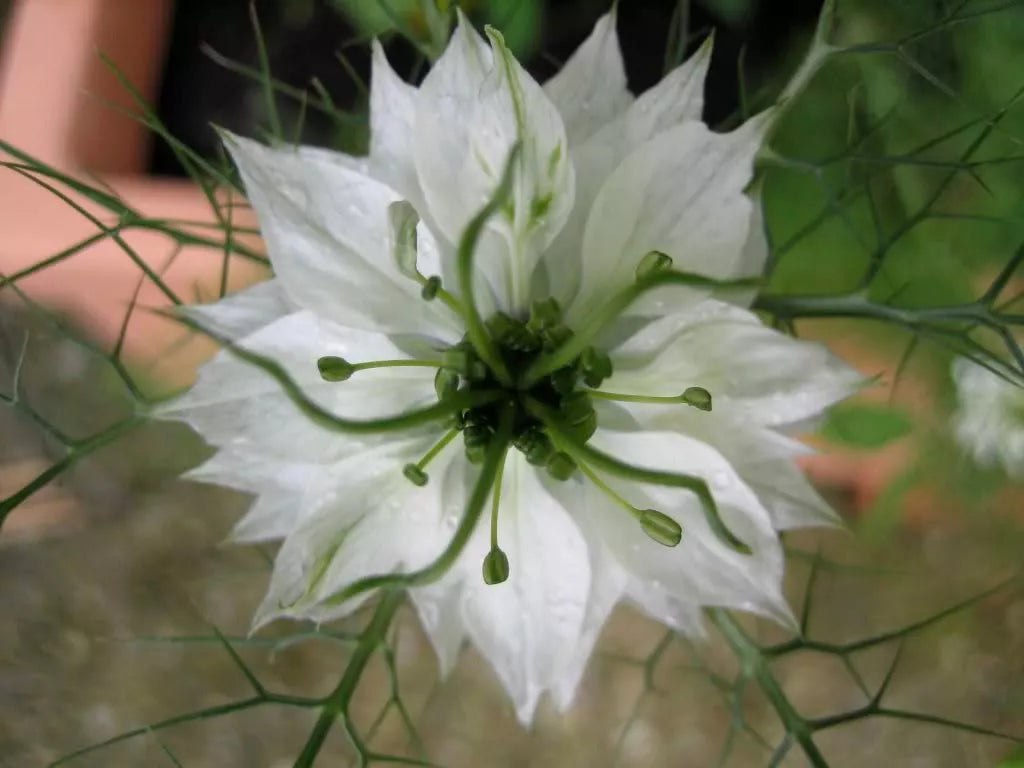 500 White Love In A Mist Nigella Damascena Flower Seeds | www.seedsplantworld.com