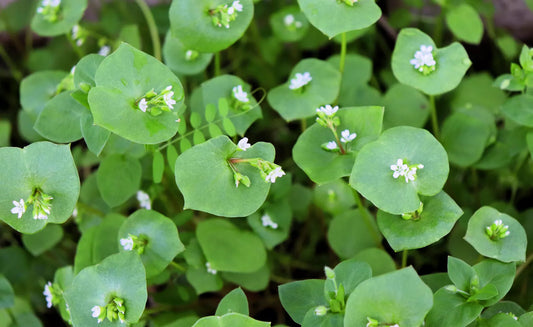 100 Miner'S Lettuce Winter Purslane Spinach Claytonia Perfoliata Vegetable Seeds | www.seedsplantworld.com