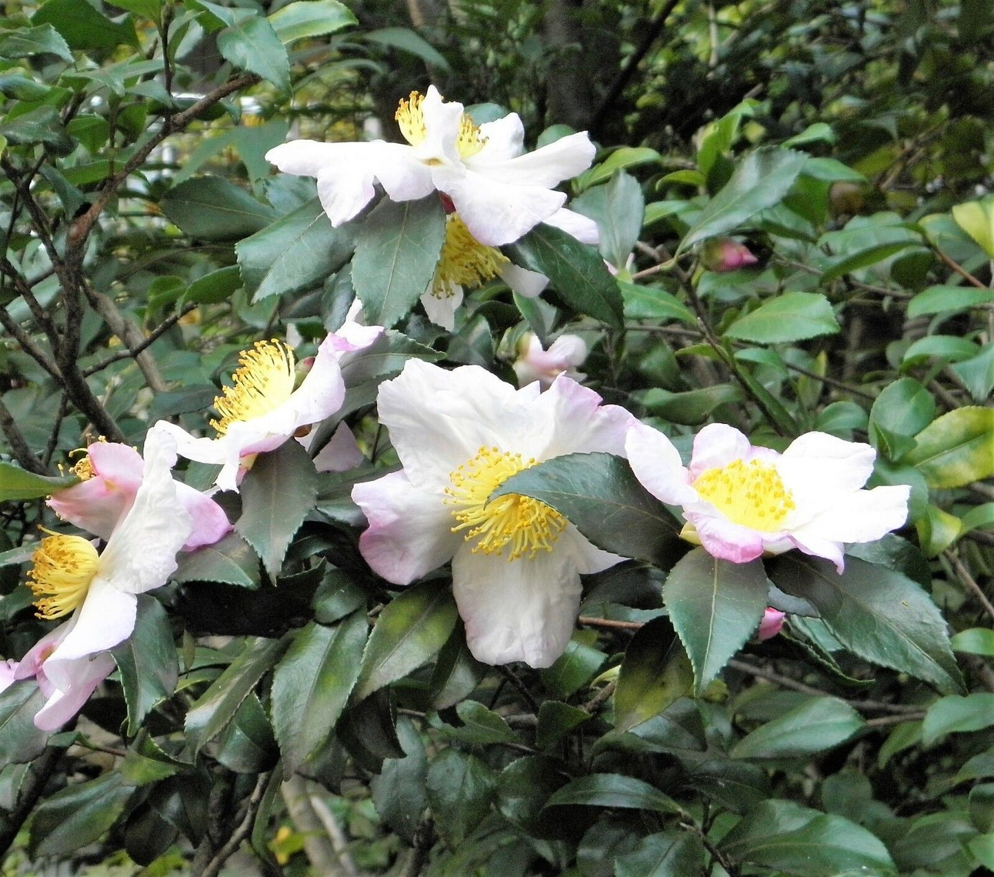 5 Tea Plant Black & Green Drinking Tea Camellia Sinensis Tree Shrub Flower Seeds | www.seedsplantworld.com