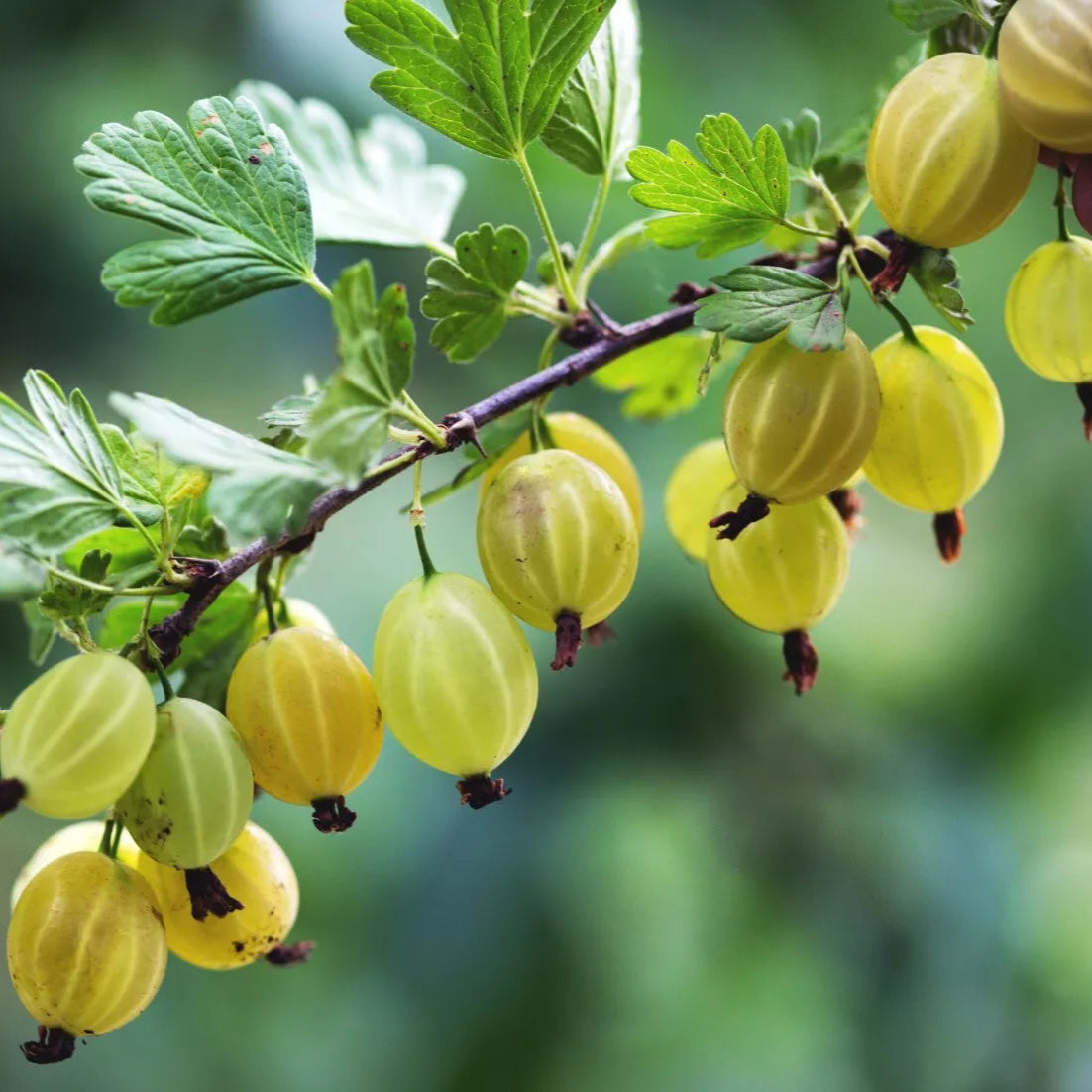 Gooseberry and Currant (2 Year) Large Bare Root Plants