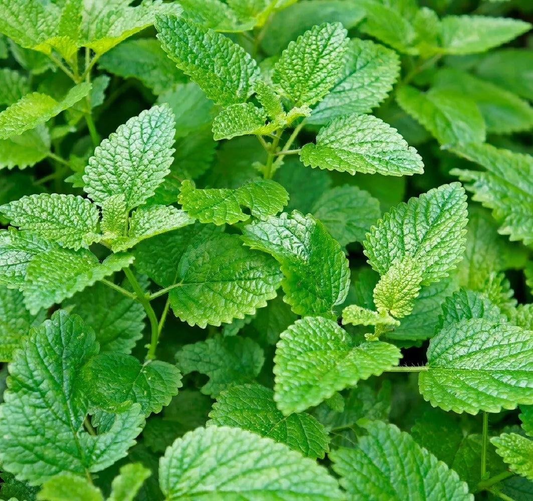 1000 Lemon Mint Seeds Heirloom Non-GMO Herb Seeds | www.seedsplantworld.com