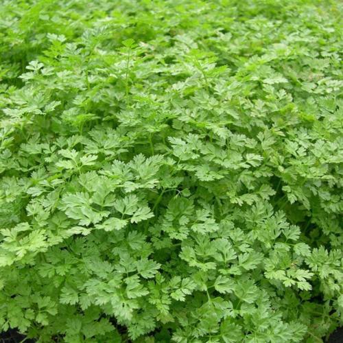 35 Chervil French Parsley Herb Spice Herb Seeds | www.seedsplantworld.com