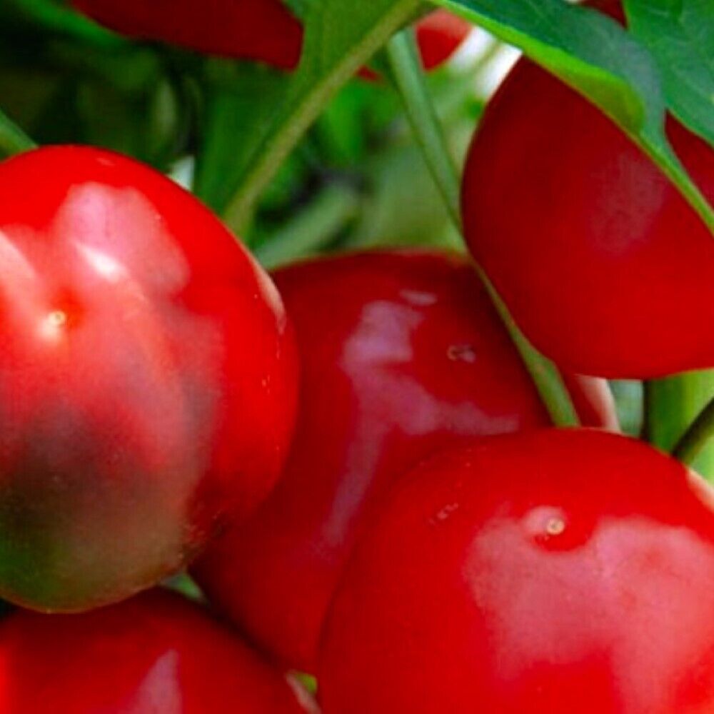 100 Red Cherry Sweet Pepper NON-GMO Heirloom Vegetable Seeds | www.seedsplantworld.com