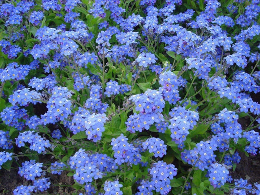 200+ Chinese Forget Me Not Asian Wildflower Blue Annual Flower Seeds | www.seedsplantworld.com