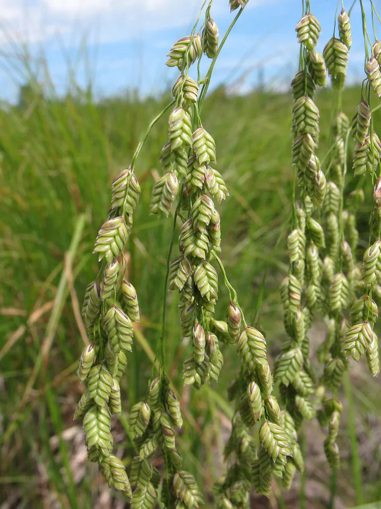 150 Rattlesnake Ornamental Marsh Swamp Grass Seeds | www.seedsplantworld.com