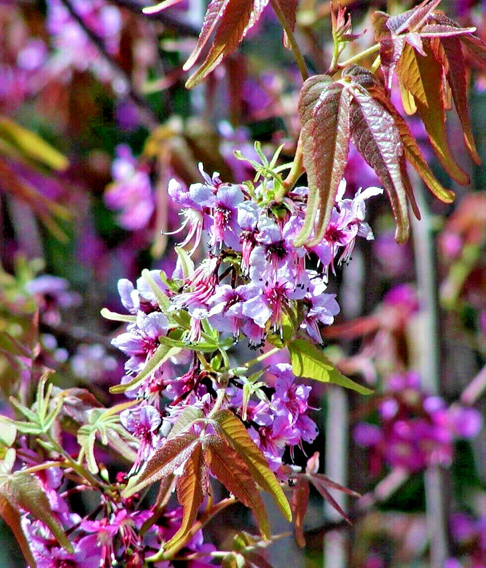 5 Mexican Buckeye Ungnadia Speciosa Shrub Tree Pink Purple Fragrant Flower Seeds | www.seedsplantworld.com