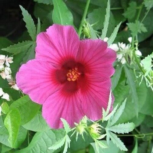 10 Kenaf Hibiscus Cannabinus Red Flower Seeds | www.seedsplantworld.com