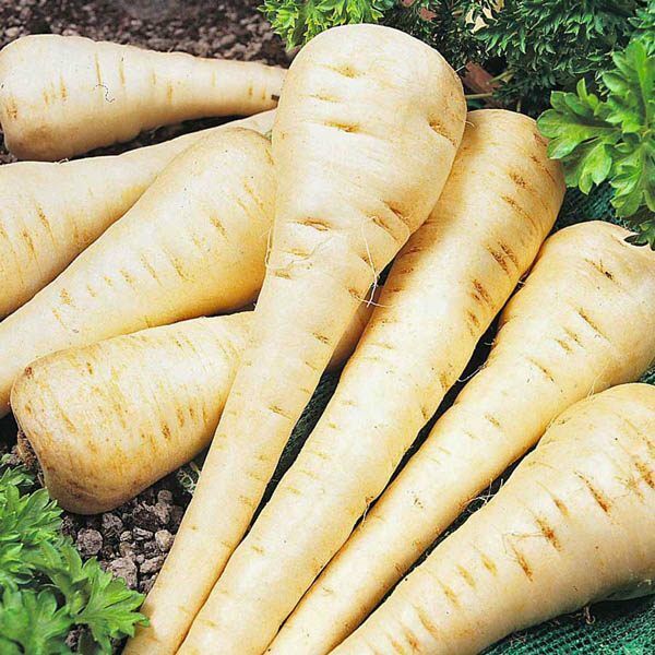 200+ Parsnip Hollow Crown Garden NON-GMO Vegetable Seeds | www.seedsplantworld.com