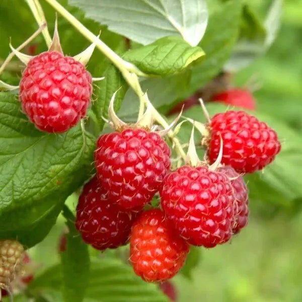 1 - 12 Heritage Raspberry Starter Plants - Ever Bearing - Dark Red Berries Fruit Plants