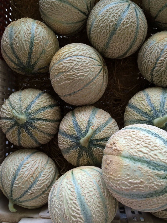 50+ Cantaloupe Hearts Of Gold Melon Heirloom NON-GMO Fruit Seeds | www.seedsplantworld.com