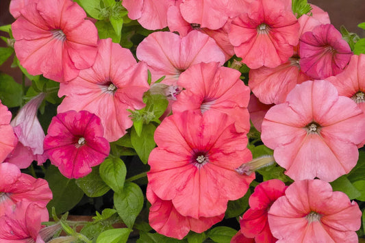 25 Salmon Petunia Grandiflora Flower Seeds | www.seedsplantworld.com