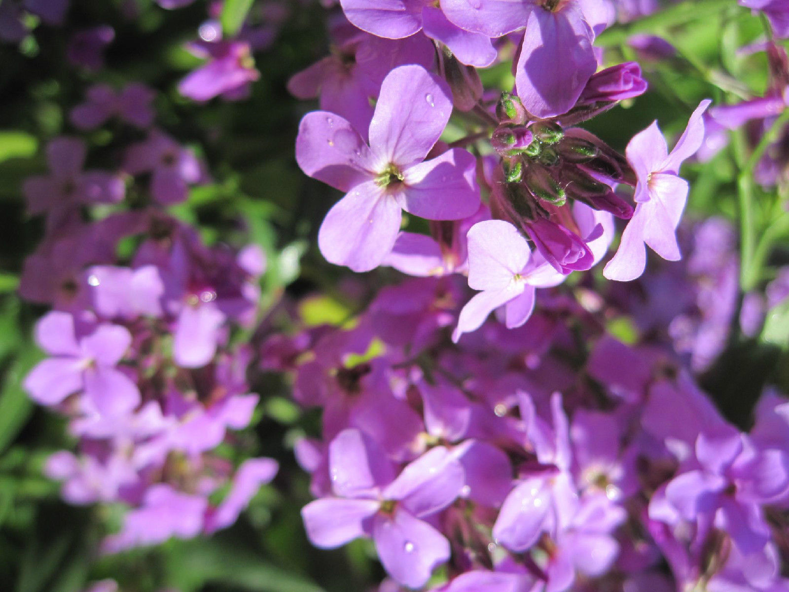 500 Stock Evening Scented Pink Purple Flower Seeds | www.seedsplantworld.com