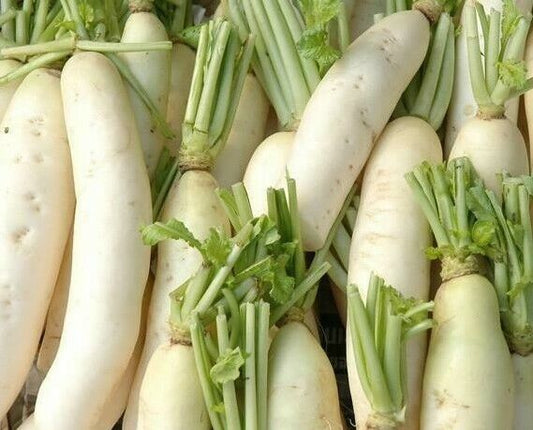 200 Ct Daikon Radish Japanese Minowase NON-GMO Vegetable Seeds | www.seedsplantworld.com