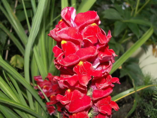 250 Ruby Red Snapdragon Antirrhinum Majus Flower Seeds | www.seedsplantworld.com