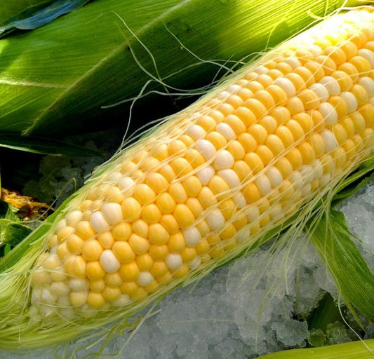 40 Corn Honey & Cream Bi-Color Sweet Vegetable Seeds | www.seedsplantworld.com