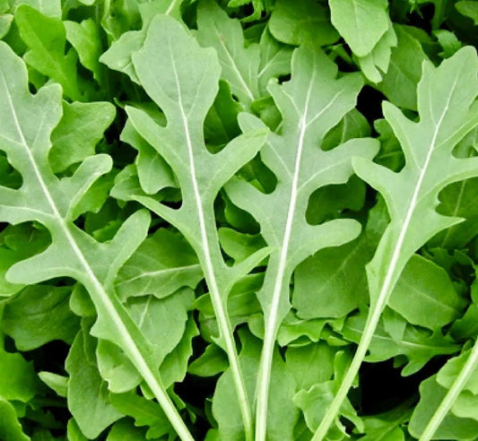 1000 Rocket Arugula Seeds (Eruca Sativa) Non-Gmo Heirloom Vegetable Seeds | www.seedsplantworld.com