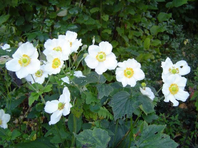 5 Madonna Anemone Sylvestris White & Yellow Flower Seeds | www.seedsplantworld.com