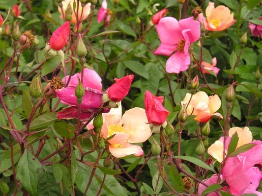 25 Mixed Colors Angel Wings Miniature Rose Bush Mix Rosa Chinensis Flower Seeds | www.seedsplantworld.com