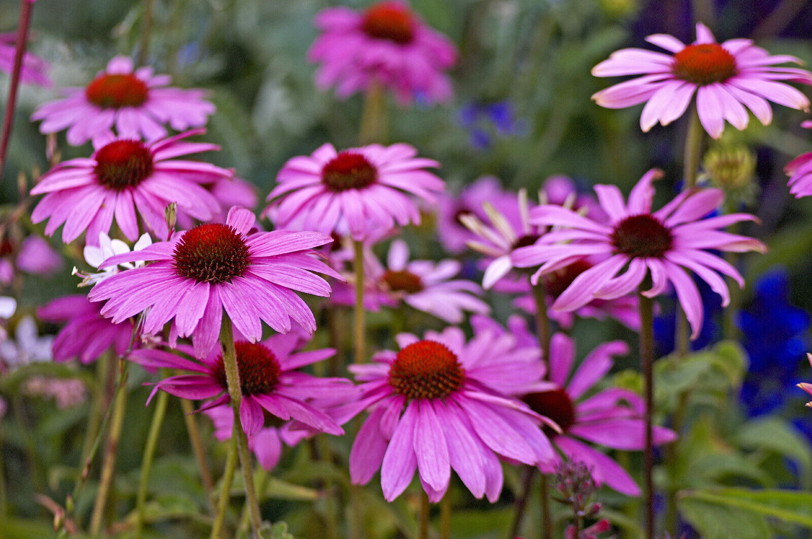 1000 Purple Coneflower Echinacea Purpurea Flower Seeds | www.seedsplantworld.com