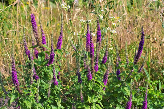 100 Purple Tails Wood Sage Teucrium Hyrcanicum Germander Herb Purple Flower Seeds | www.seedsplantworld.com