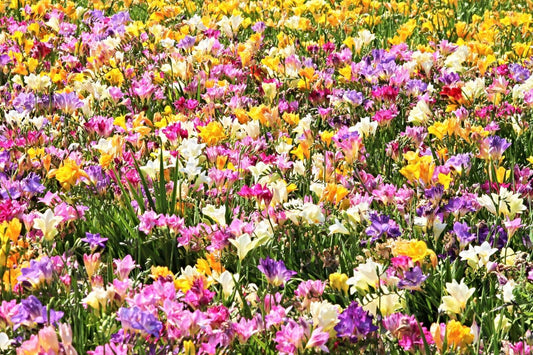 5 Royal Champion Mix Freesia Mixed Colors Pink Blue Purple Yellow Flower Seeds | www.seedsplantworld.com