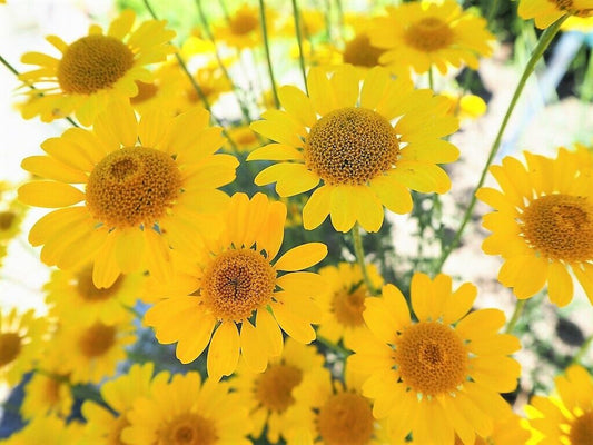 250 Golden Marguerite Daisy Yellow Chamomile Anthemis Tinctoria Flower Seeds | www.seedsplantworld.com