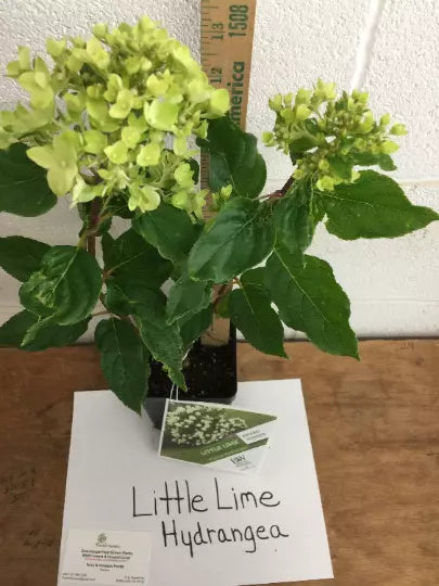 Little Lime Panicle Hydrangea Live Plant 6-10" In Height In A Quart Pot | www.seedsplantworld.com