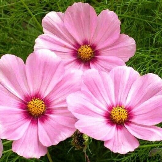 100 Ct Cosmos Gloria Pink Flower Cut Flower Seeds | www.seedsplantworld.com