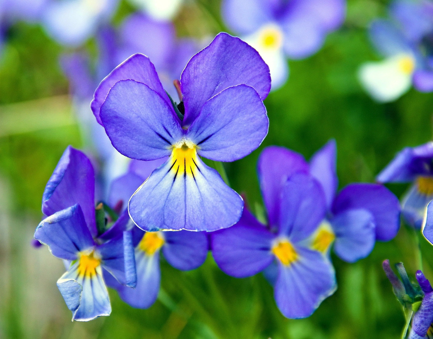 25 Corsican Violet Viola Corsica Blue Purple Yellow Eye Shade Sun Flower Seeds | www.seedsplantworld.com