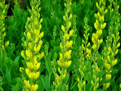 Yellow Indigo 100 Seeds