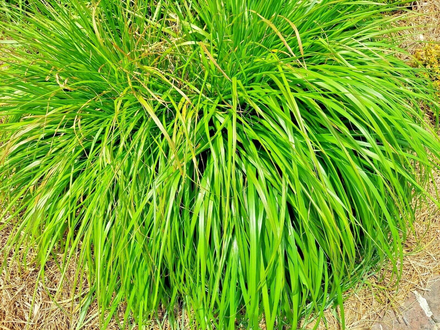 200 Lemongrass Mosquito Repellent Heirloom Lemon Grass Non-Gmo Herb Seeds | www.seedsplantworld.com