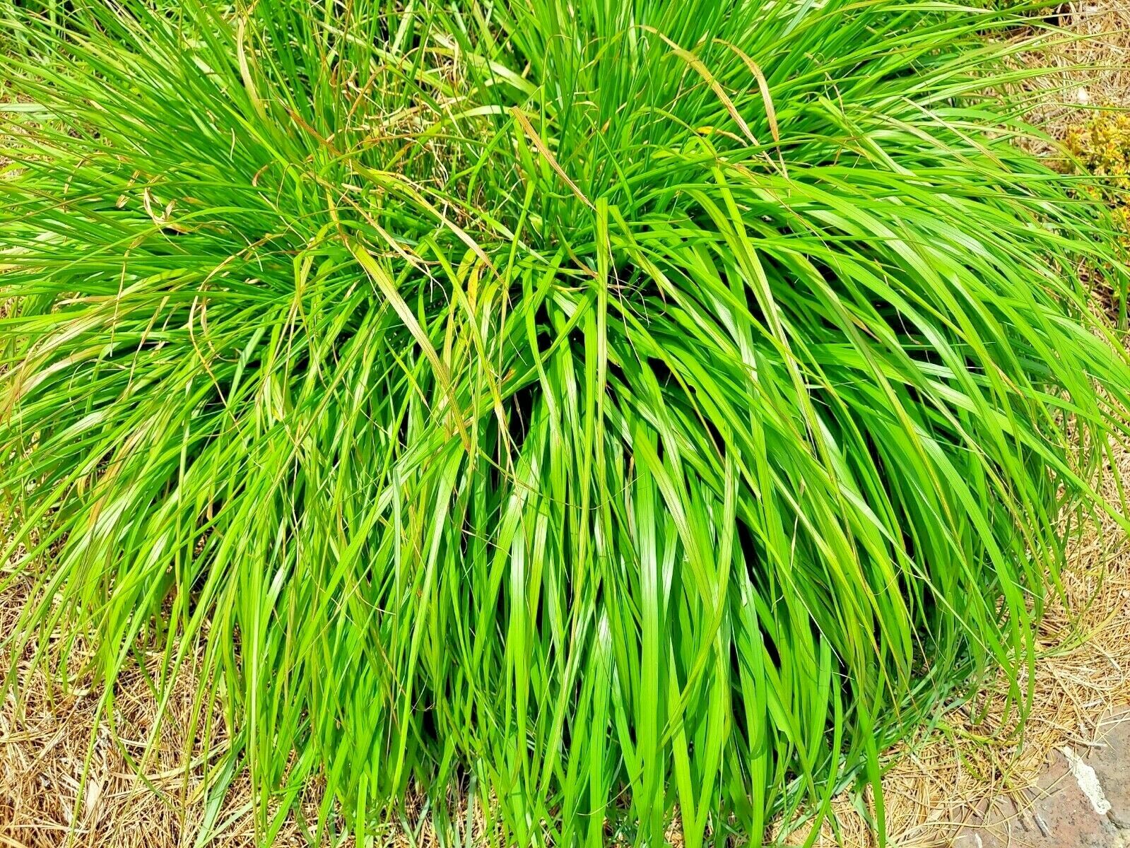 200 Lemongrass Mosquito Repellent Heirloom Lemon Grass Non-Gmo Herb Seeds | www.seedsplantworld.com