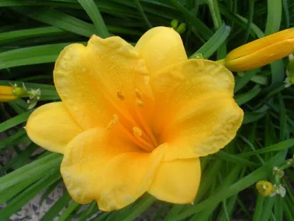 Stella De Oro Daylily 5 Fans/Root Systems Live Plant