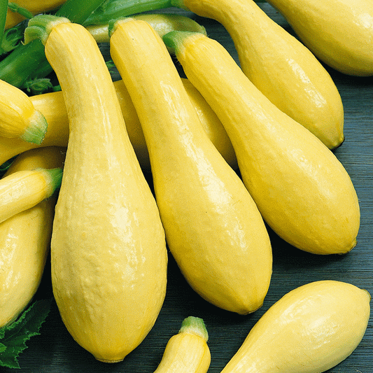 30 Ct Straightneck Squash Early Prolific Summer Squash Yellow Vegetable Seeds | www.seedsplantworld.com