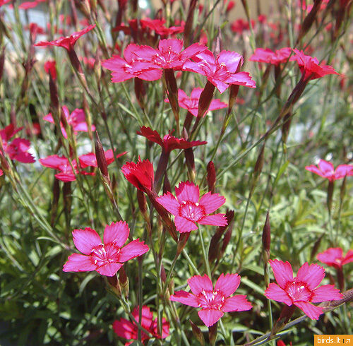 500 Maiden Pinks Perennial Flower Seeds | www.seedsplantworld.com