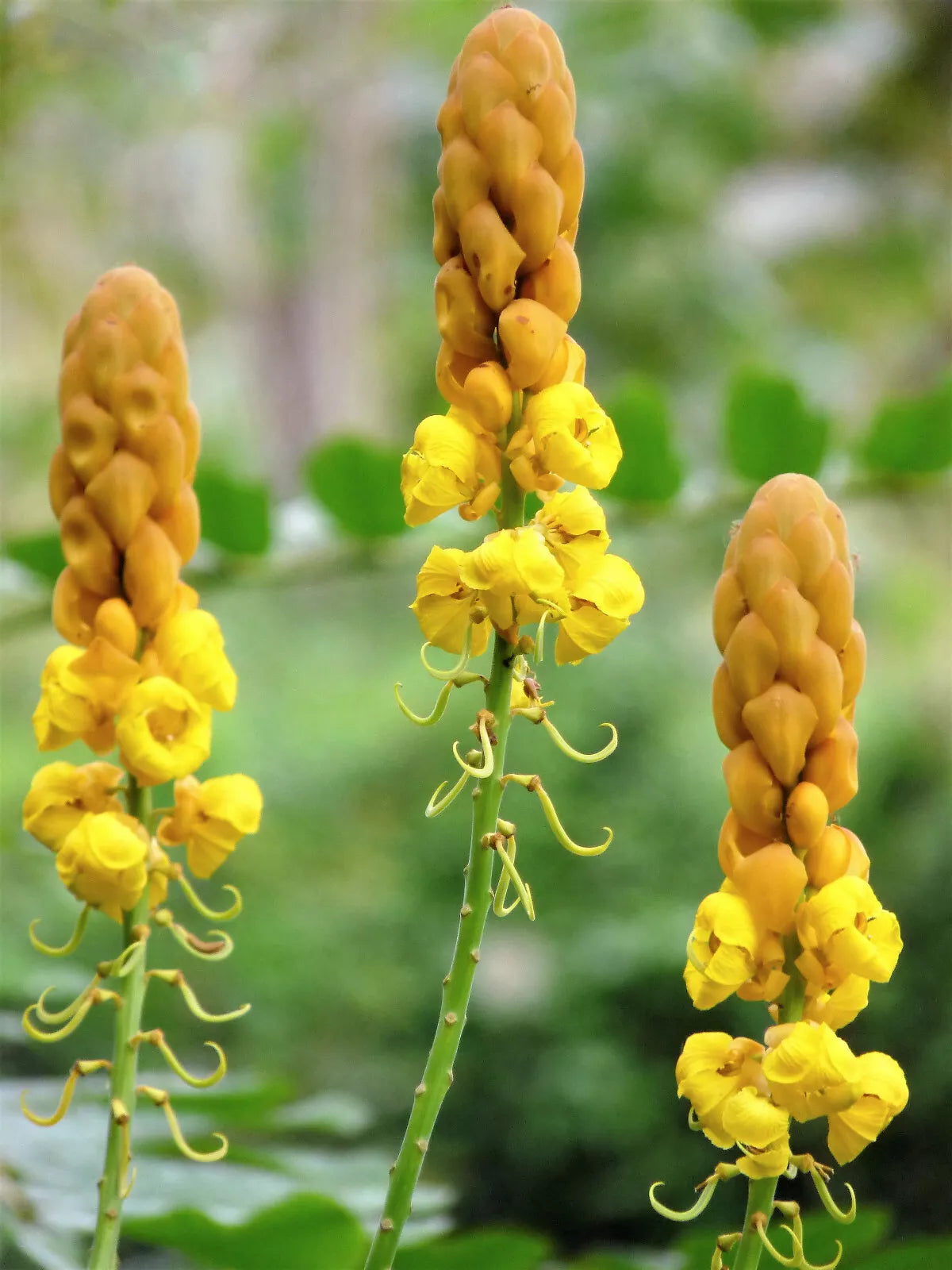 35 Candle Bush Cassia Alata Senna Candletree Shrub Yellow Orange Flower Seeds | www.seedsplantworld.com