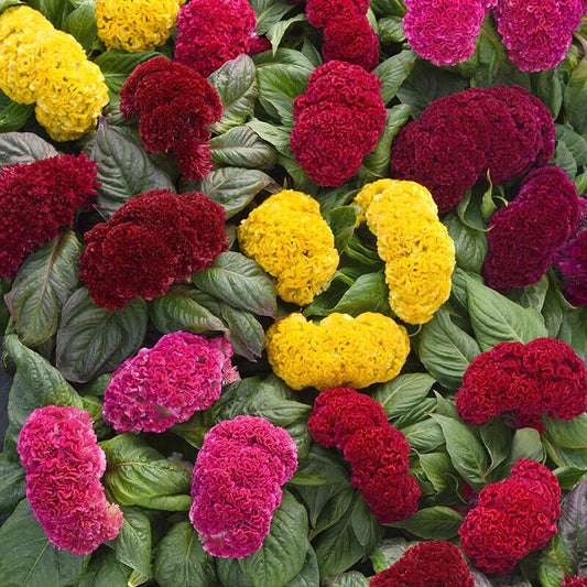 190 Celosia Crested Mix Cockscomb Colorful Flower Seeds | www.seedsplantworld.com