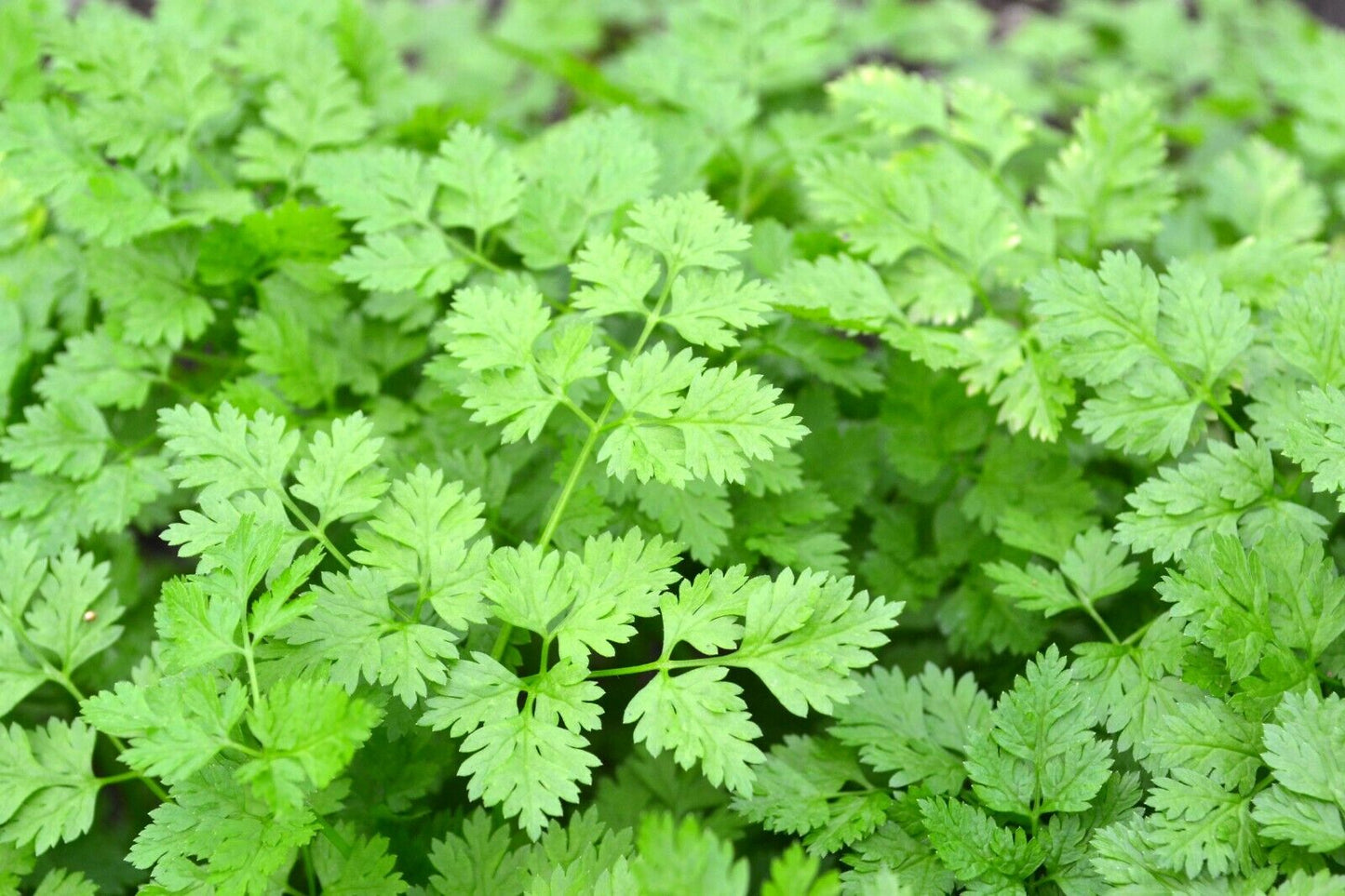 500+ Chervil Gourmet Plain Leaf "French Parsley" Garden Herb Seeds | www.seedsplantworld.com