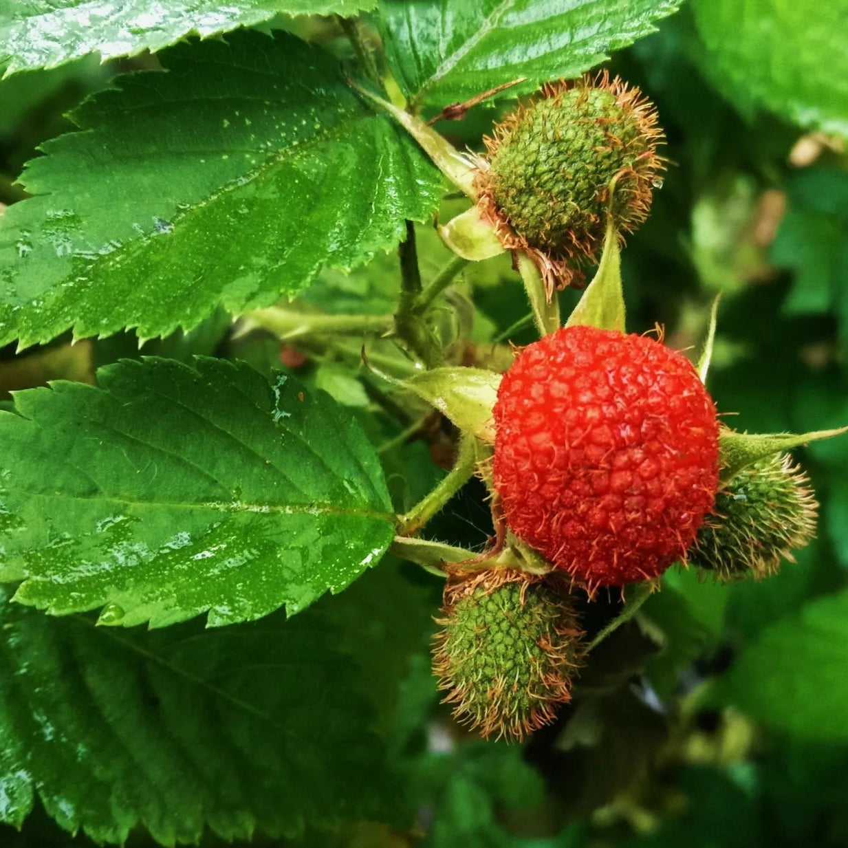 Thimbleberry Rubus Parviflorus Native Plant Bare Root Plants