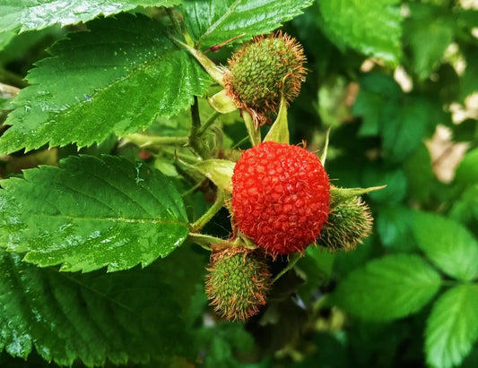 Thimbleberry Rubus Parviflorus Native Plant Bare Root Plants