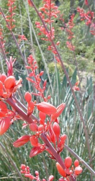 30 Yucca Red Yucca Drought Tolerant Flower Seeds | www.seedsplantworld.com