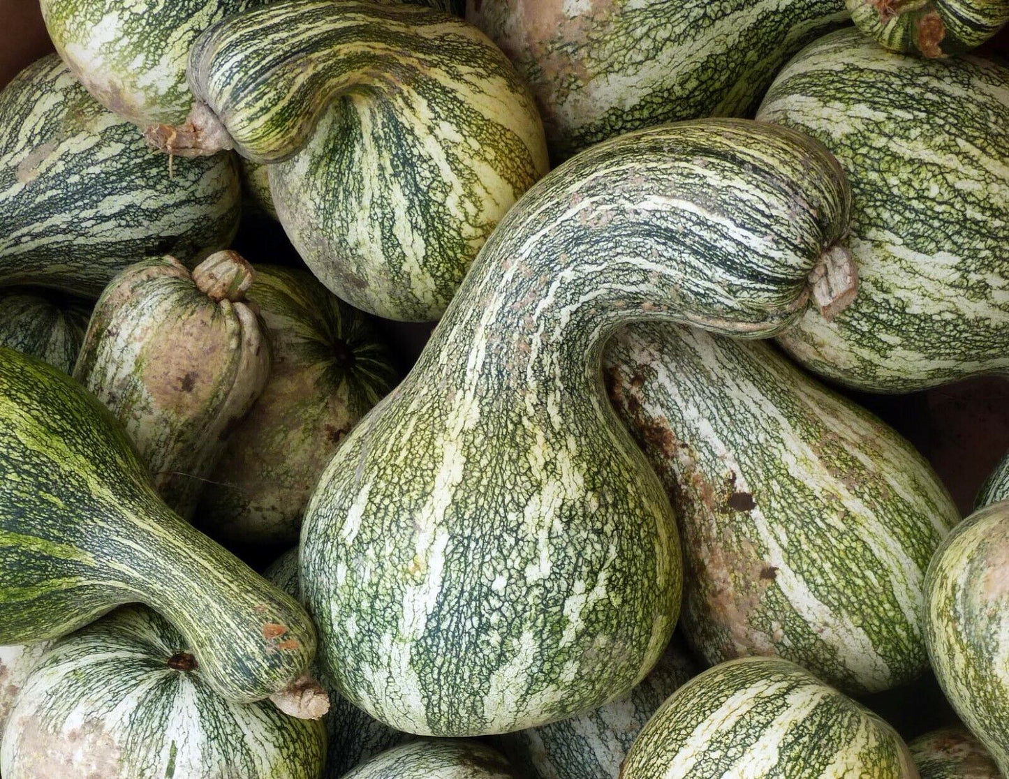 10 Ct Green Striped Cushaw Pumpkin Gourd Squash Vegetable Seeds | www.seedsplantworld.com