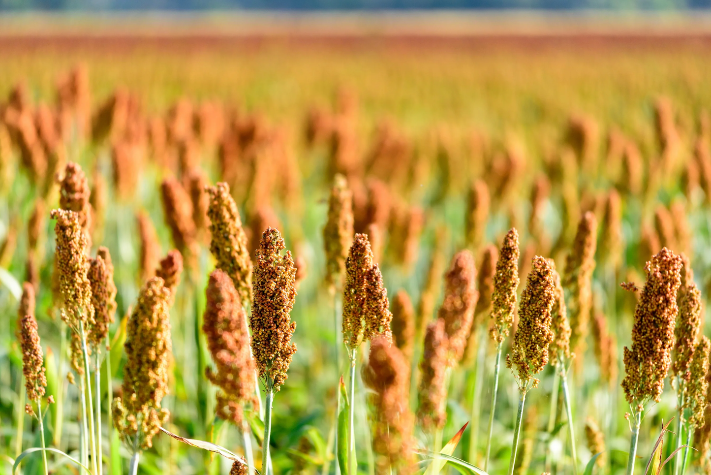 500 Browntop Millet Urochloa Ramosa Panicum Dixie Signal Ornamental Grass Seeds | www.seedsplantworld.com