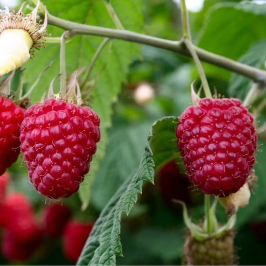 2 Polka Everbearing Live Red Raspberry Plants (1-2 Yr Old) Fruit Plant