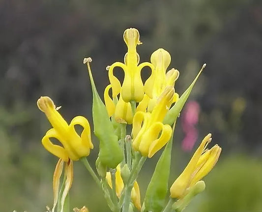 10 Golden Eardrops Dicentra Chrysantha Yellow Bleeding Heart Shade Flower Seeds | www.seedsplantworld.com